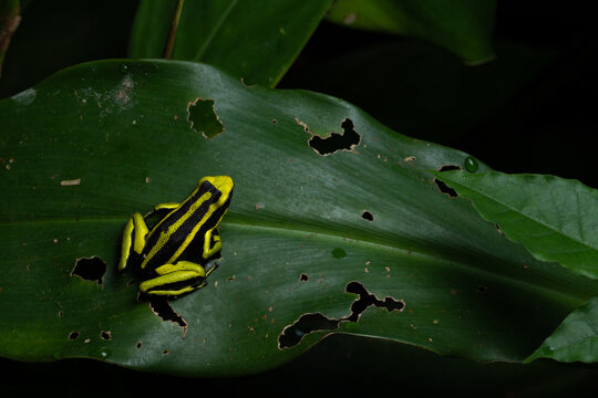 poison frog in nature