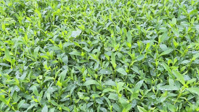 Meadow overgrown with knotgrass covered with water drops close-up