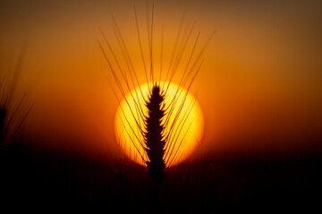 Obraz premium Wheat field fades into sunset. Wheat field holds golden bokeh. Backlit wheat field forms background. Rural wheat field meets sunlight.