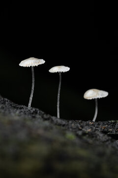 White fungus