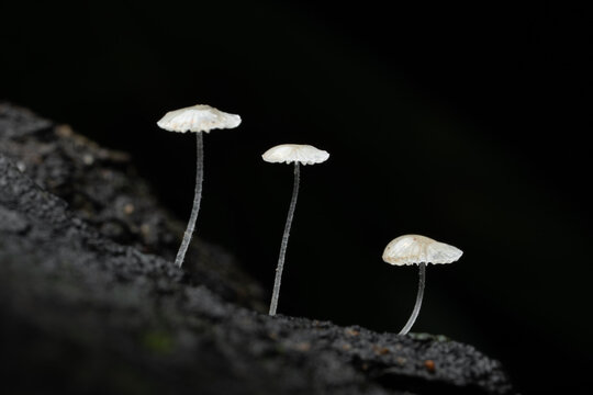 White fungus