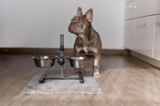 Dog waiting near empty food bowls
