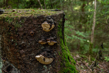 Fototapeta premium Bracket fungi growing on an old mossy stump in a shaded forest. Tree disease, parasitic mushrooms and woodland decay concept