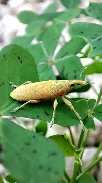  Lixus pulverulentus. Gorgojo de las malvas. Picudo. 