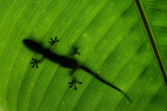 Gecko in a leaf