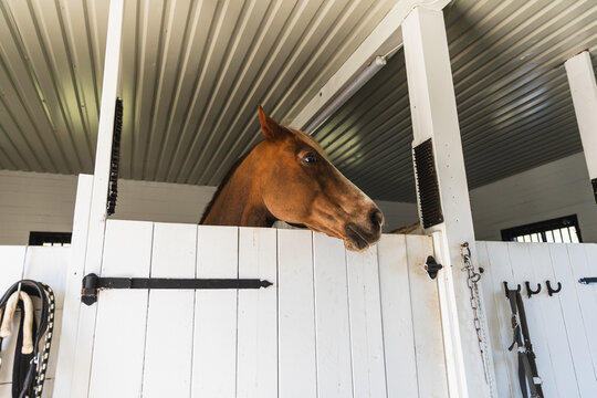 Chestnut Horse Peeking Over Stable Door