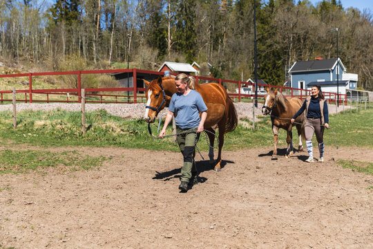 Active Horse Training in Muddy Farm Paddock