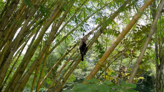 White-faced capuchin monkey climbing bamboo trees