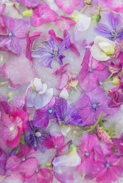 bookcover with pink and white flowers floating in milk and water