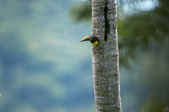 Tropical toucan bird in nest