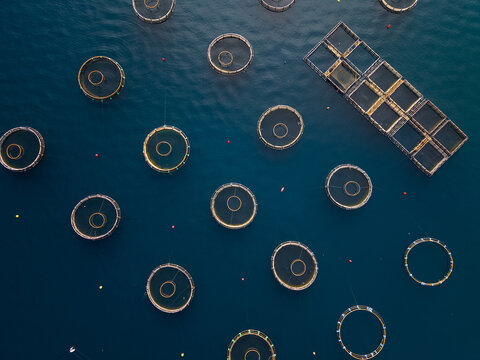 Fish Farming Takes Place in Floating Cages in the sea, drone top down