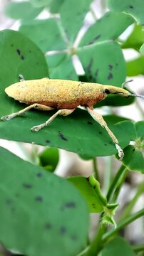    Lixus pulverulentus. Gorgojo de las malvas. Picudo. 