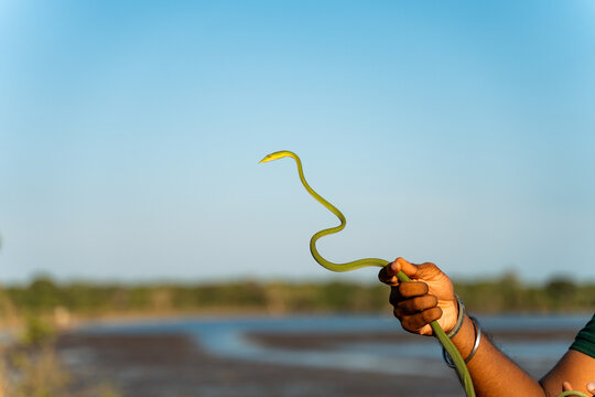 Man holding a Green Snake Near in Yala National Park, Sri Lanka