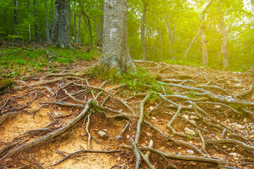 tree with huge roots on the forest glade in light of sun © Yuriy Kulik