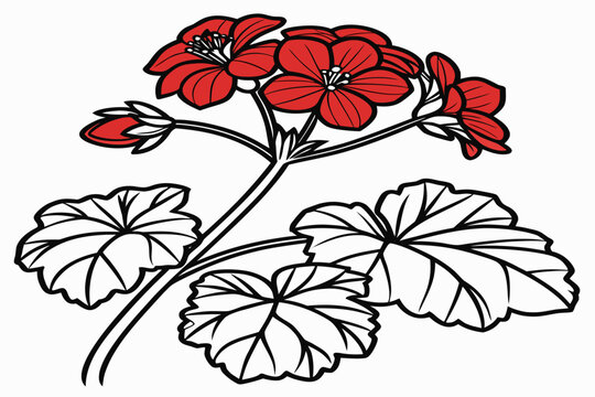 coloring page line art the red begonia flower black vector