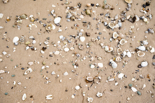Danish east coast with seashells in sand. Numerous white shells and pebbles in a top-view. Maritime background for vacation and tourism.