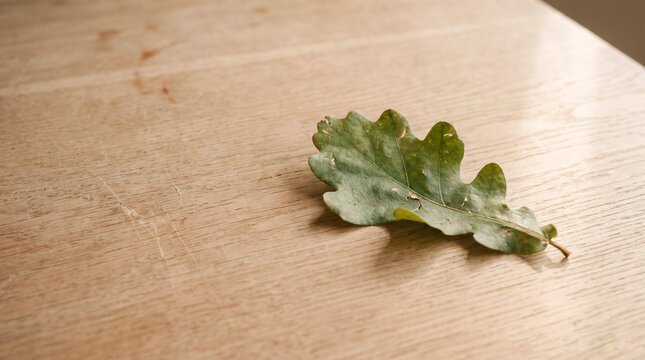 Single green oak leaf resting on a wooden table in natural light, concept of nature, sustainability and seasonal change
