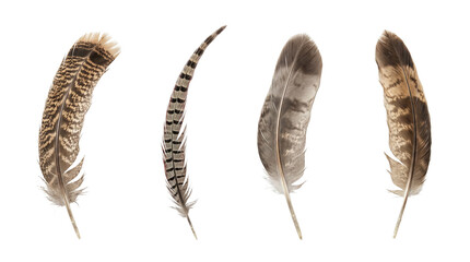 Quill feather collection for historical themes, creative concepts and decorative projects. Isolated on White background. © anderson