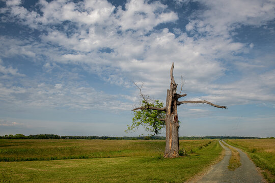 Lone oak tree, barely surviving, in rural central Virginia.
