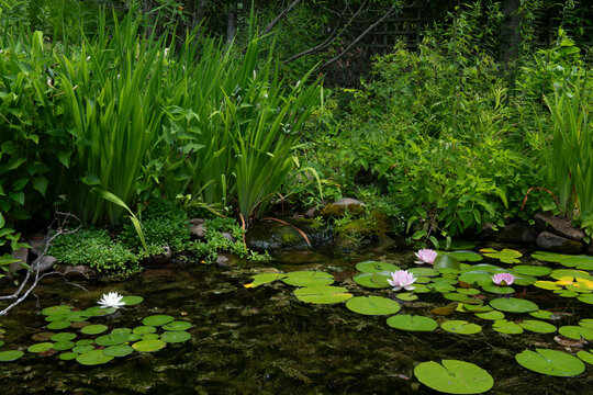 Water lily blooms in a small backyard pond in Virginia in June