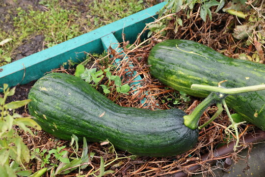 green pumpkin patch 
