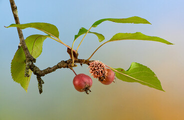 Obraz premium Branch of crab apple tree (Malus sp.) showing healthy fruit and fruit infected with cedar-rust blight, caused by a Gymnosporangium fungus.