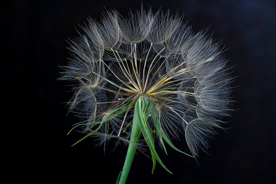 The seed head of a yellow salsify flower (Tragopogon dubius), showing individual seeds with "parachuttes" called pappi.