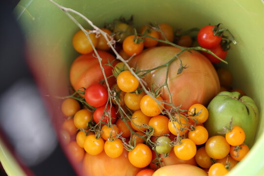 bucket of tomatoes 
