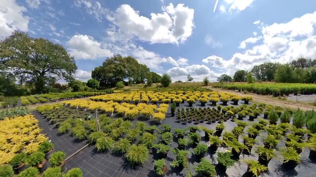 G&auml;rtnerei im Sommer mit jungen Setzlingen - Pflanzen f&uuml;r den Gartenbau