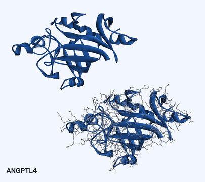 Angiopoietin-like protein 4, ANGPTL4 molecule regulating lipid metabolism and triglyceride clearance, therapeutic target for cardiovascular disease. 3D render