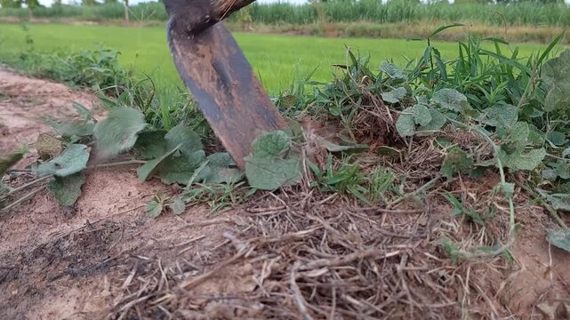 Close up of a hoe digging and tilling dry soil to prepare for planting.