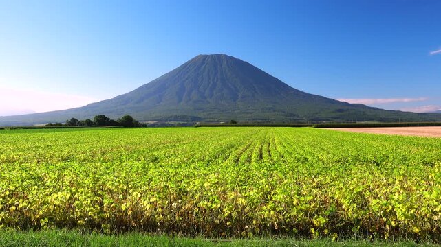 羊蹄山と豆畑