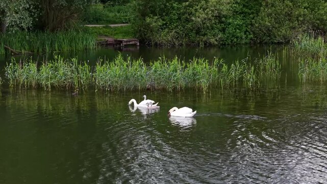 Aerial view of swans with cygnets swimming in a pond