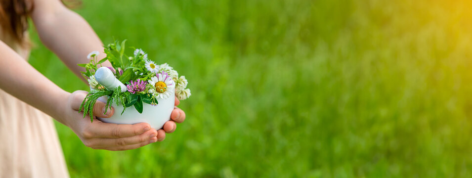 A woman collects medicinal herbs. Selective focus.