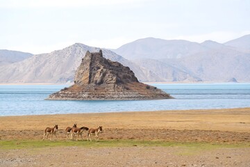Wild donkeys on lakeshore with rocky island and mountains © DoThi