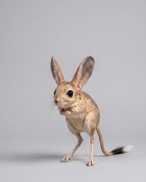 Extremely rare long-eared jerboa standing on a grey background.