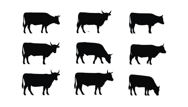 Cow And Bull Silhouette Vector Set Featuring Horned Zebu Cattle Grazing, Walking And Lying Poses For Livestock, Farm, Agriculture And Branding Designs.