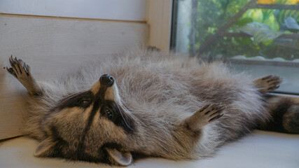 Funny fluffy raccoon sleeping lazily on its back on a white windowsill indoor. © Mikhail Andreev