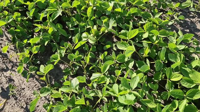 Bright green young soybean shoots in the field. Top view of agricultural crops under sunlight. Organic farming concept. Young soybean crops in the field under sunlight