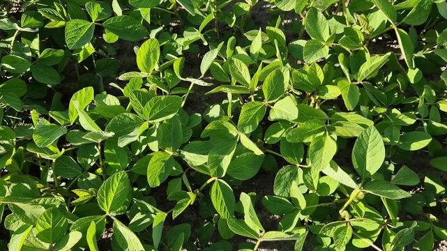 Bright green young soybean shoots in the field. Top view of agricultural crops under sunlight. Organic farming concept. Young soybean crops in the field under sunlight