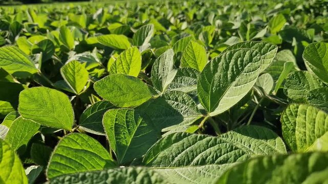 Soybean crops in the growing phase. Dense foliage of the agricultural crop on fertile soil. Professional cultivation of legumes. Green young soybean shoots in the field