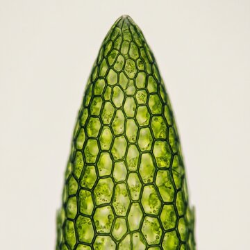 Microscopic Plant Cell Apex With Green Tissue Pattern