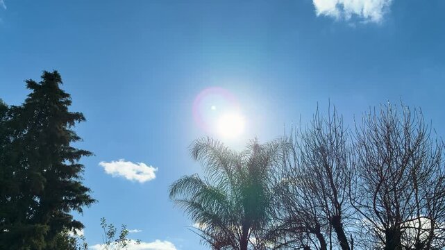 Birds flying across bright sunny blue sky with lens flare over palm tree tops a clear winter day