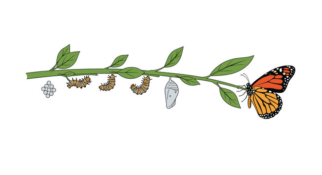 Educational illustration showing the biological life cycle of a monarch butterfly from eggs and larva to pupa and the final adult stage.