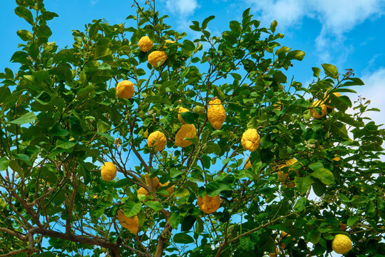 Lemon tree laden with ripe yellow fruits in a sunny Mediterranean setting, showcasing fresh citrus harvest, lush foliage and coastal charm. Cinque Terre, Liguria, Italy