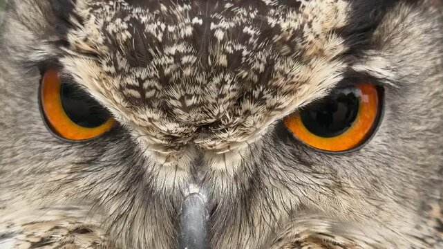 Extreme close up of owl bird looking into sense of camera UK 4K