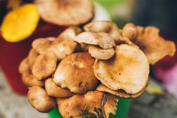 Fototapeta premium Edible mushrooms of various species displayed in buckets for sale in central Mexico during the rainy season. 