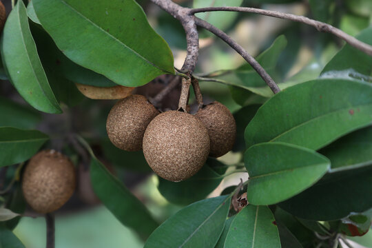 Sawo (sapodilla, Manilkara zapota), a tropical fruit tree with round, brown-skinned fruit. Its soft, fragrant flesh is exceptionally sweet, making it a beloved treat across Indonesia.