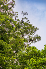 Fototapeta premium Roussette Noire de Maurice dans les arbres du Jardin botanique de Pamplemousse Sir Seewoosagur, Ile Maurice, Océan Indien, Afrique