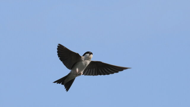 House martinin flight, Delichon urbicum, birds of Montenegro